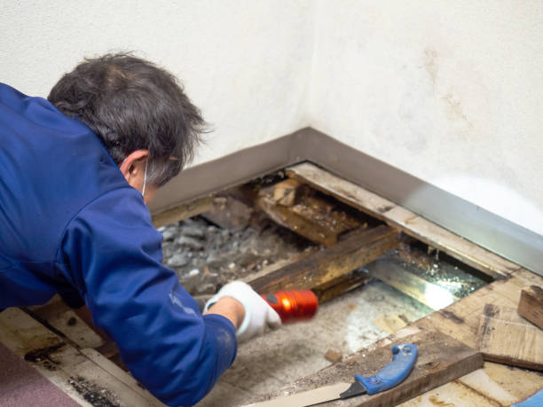 Best Mold Removal Near Me  in East Uniontown, PA
