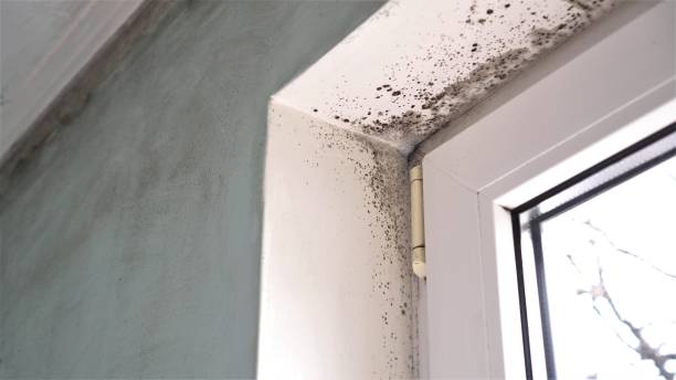 Best Mold Remediation Experts  in East Uniontown, PA