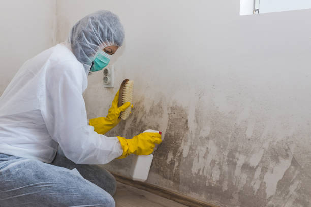 Best Commercial Mold Removal  in East Uniontown, PA