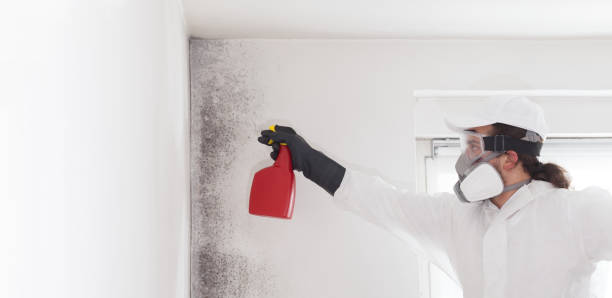 Best Same-Day Mold Removal  in East Uniontown, PA