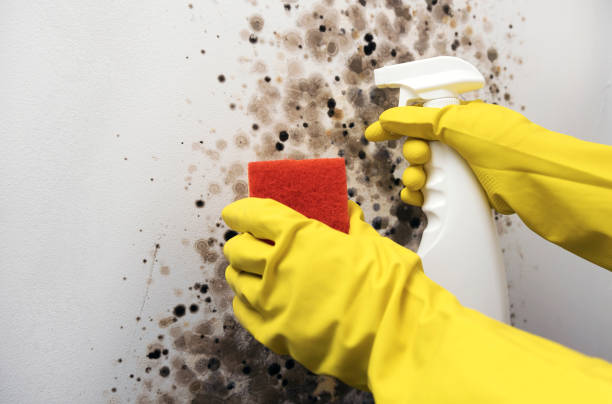 Best Office Mold Removal Services  in East Uniontown, PA