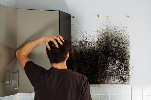 Best Mold Removal Near Me  in East Uniontown, PA