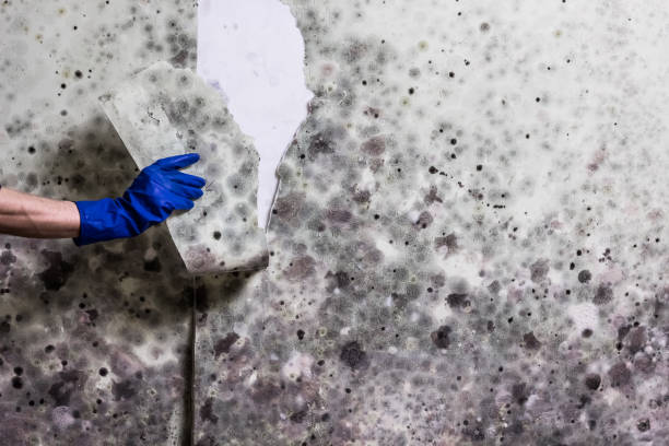 Best Certified Mold Removal  in East Uniontown, PA